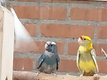 Te koop 4 mooie penant rosella's  beschikbaar voor biedingen