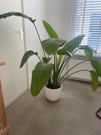 Bananenplant, Ophalen, Overige soorten, Minder dan 100 cm