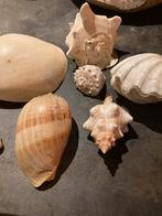 Zee Schelpen Collectie, Ophalen of Verzenden, Gebruikt