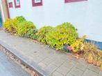 Gratis  6 grote Hortensia af te halen in coevorden, Vaste plant, Halfschaduw, Zomer, Ophalen