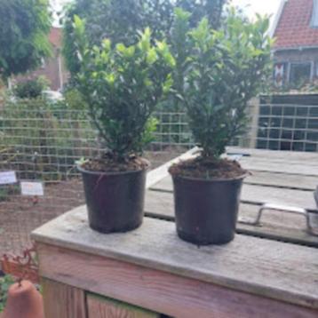 Euonymus green spire(Buxus vervanger) beschikbaar voor biedingen