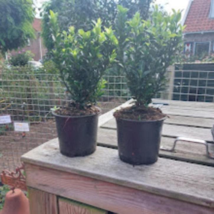 Euonymus green spire(Buxus vervanger), Tuin en Terras, Planten | Struiken en Hagen, Haag, Overige soorten, Minder dan 100 cm, Ophalen