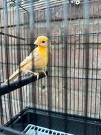 Mexicaanse rood vogel, Dieren en Toebehoren, Vogels | Kanaries, Meerdere dieren