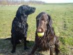 Herplaatsing flatcoat, Dieren en Toebehoren, Honden | Retrievers, Spaniëls en Waterhonden, Overige rassen, Meerdere dieren, Eén hond