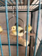 Kanarie, Dieren en Toebehoren