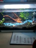 Superfish home 25 aquarium, Dieren en Toebehoren, Ophalen of Verzenden, Leeg aquarium