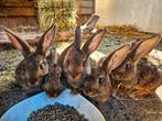 Kruising reuzen rammetjes., Dieren en Toebehoren, Konijnen, Mannelijk, Middelgroot, 0 tot 2 jaar