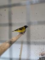 Zwartkopsijs man, Mannelijk, Tropenvogel