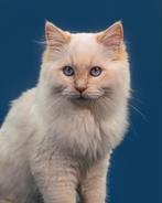 Creampoint Ragdoll kater met stamboom (1,5 jaar), Boeken, Ophalen, Katten