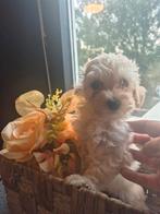Prachtige maltipoo f1 teefje, Dieren en Toebehoren, Overige rassen, CDV (hondenziekte), 8 tot 15 weken, Teef