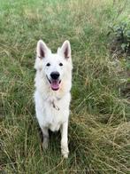 Lieve Witte Herder Herplaatser!, Dieren en Toebehoren, Honden | Herdershonden en Veedrijvers, Rabiës (hondsdolheid), Buitenland