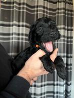 Labradoodle Pups Medium (Australian) - Kerst puppy, Overige rassen, 8 tot 15 weken, Meerdere, Meerdere dieren