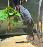 Panaque nigrolineatus L191 L190 algeneter, Dieren en Toebehoren, Vis