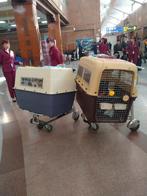 IATA approved reiskratten voor honden, Ophalen, Zo goed als nieuw