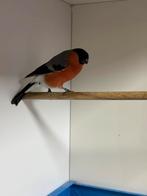 Wildkleur noorse goudvinken, Dieren en Toebehoren, Vogels | Overige Vogels, Meerdere dieren, Wildzangvogel, Geringd