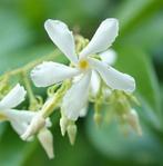 Trachelospermum jasminoides- star of toscane + pink-geurend!, Tuin en Terras, Ophalen of Verzenden, Klimplanten