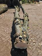 Boomstam klimboom gleditsia, Ophalen of Verzenden, Nieuw, Overige typen