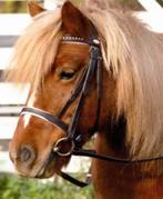 Barefoot hoofdstel Barefoot Devon lily, Dieren en Toebehoren, Ophalen of Verzenden, Zo goed als nieuw, Dressuur