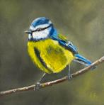 Pimpelmeesje vogel, Ophalen of Verzenden