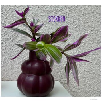 Tradescantia,roze,paars,groen! beschikbaar voor biedingen