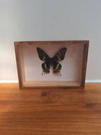 Vlinders in lijst, Ophalen of Verzenden, Hout, Minder dan 50 cm, Minder dan 50 cm