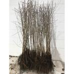 Sleedoorn - Prunus spinosa wortelgoed 40/60cm en 120cm, Ophalen, Overige soorten, Minder dan 100 cm