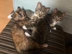 Kittens, Dieren en Toebehoren, Katten en Kittens | Overige Katten, Kortharig, 0 tot 2 jaar, Kater