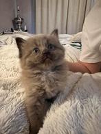 Choc mink/ seal mink ragdoll kittens, Meerdere dieren