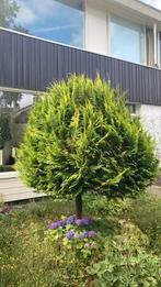 Gratis boom, Tuin en Terras, Ophalen of Verzenden, Overige soorten
