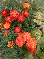 Zelfgeoogste Tagetes (Afrikaantjes) 'Bonita' Zaden, Ophalen of Verzenden, Voorjaar, Volle zon, Zaad