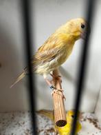 Kanarie man (2stuks) 2025 kleur geel, en isabel schimmel ., Dieren en Toebehoren, Vogels | Kanaries, Mannelijk, Kleurkanarie