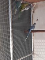 Halsband parkieten, Dieren en Toebehoren, Meerdere dieren, Parkiet