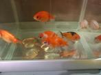 Ranchu/Buffelrug, Dieren en Toebehoren, Vis, Zoetwatervis