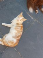 Panter zoekt gouden mandje., Dieren en Toebehoren, Katten en Kittens | Overige Katten, Kater
