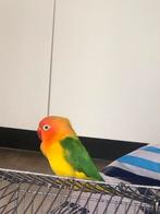 Agapornis fischeri, Dieren en Toebehoren, Vogels | Parkieten en Papegaaien, Geslacht onbekend, Dwergpapegaai of Agapornis, Tam