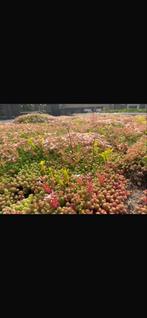 Sedumdak trays 40x60 cm - Groendak direct!, Ophalen of Verzenden, Nieuw