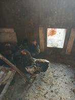 Wyandot, Mannelijk, Kip