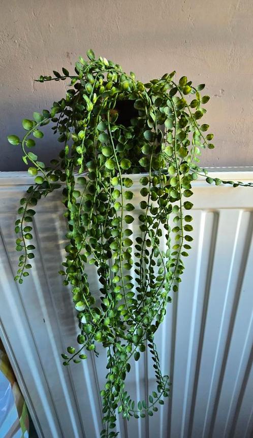 *NIEUW* KUNSTPLANT 80 CM - 10,- EURO VASTE PRIJS, Huis en Inrichting, Woonaccessoires | Kunstplanten en Kunstbloemen, Nieuw, Binnen