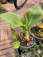 Canna Cleopatra, Ophalen, Zomer, Overige soorten, Volle zon