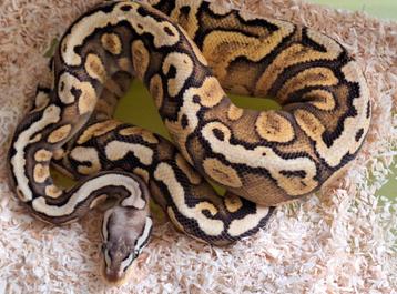 GHI pastel spark  beschikbaar voor biedingen