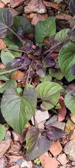 Viola labradora, Ophalen, Bodembedekkers