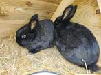2 lieve rammen / konijnen (broertjes) zwart, Dieren en Toebehoren, Mannelijk, Middelgroot, 0 tot 2 jaar