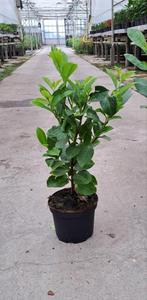 Prunus laurocerasus Rotundifolia 30 tm 60 cm laurier, Laurier, Ophalen