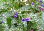 Longkruid (Pulmonaria) Vaste Plant, Vaste plant, Halfschaduw, Lente, Ophalen