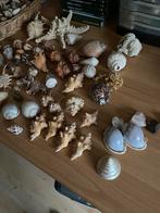 Grote mooie verzameling schelpen, Ophalen of Verzenden, Schelp(en)