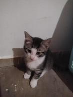 zwart/grijs gestreepte kitten, Kater, Ontwormd, 0 tot 2 jaar