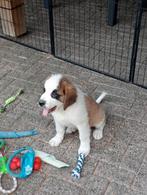 Te koop ras zuivere sint bernard pups, Dieren en Toebehoren, Overige rassen, CDV (hondenziekte), 8 tot 15 weken, Meerdere
