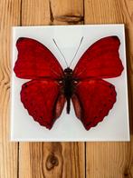 LUMAS Heiko Hellwig butterfly vii, Antiek en Kunst, Ophalen of Verzenden