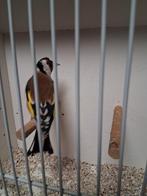 Mooie majoor putter man, Mannelijk, Wildzangvogel, Geringd