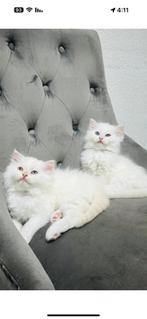 Kittens, Meerdere dieren